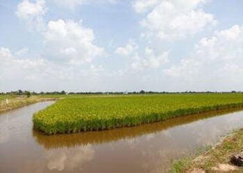 Variasi Baru Budidaya Udang Air Payau dan Menanam Padi di Lahan yang Sama di Delta Mekong