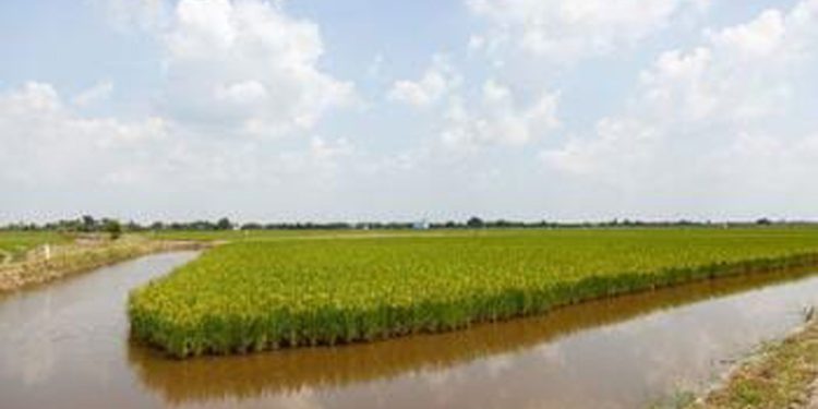 Variasi Baru Budidaya Udang Air Payau dan Menanam Padi di Lahan yang Sama di Delta Mekong