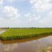 Variasi Baru Budidaya Udang Air Payau dan Menanam Padi di Lahan yang Sama di Delta Mekong