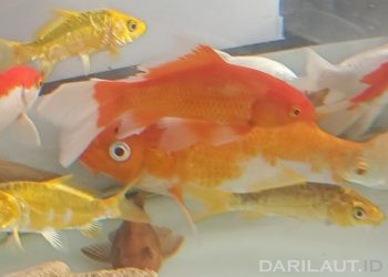 Kebutuhan Pasar Ikan Hias Indonesia Diperoleh Melalui Eksploitasi Dari Alam
