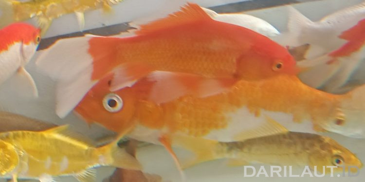 Kebutuhan Pasar Ikan Hias Indonesia Diperoleh Melalui Eksploitasi Dari Alam